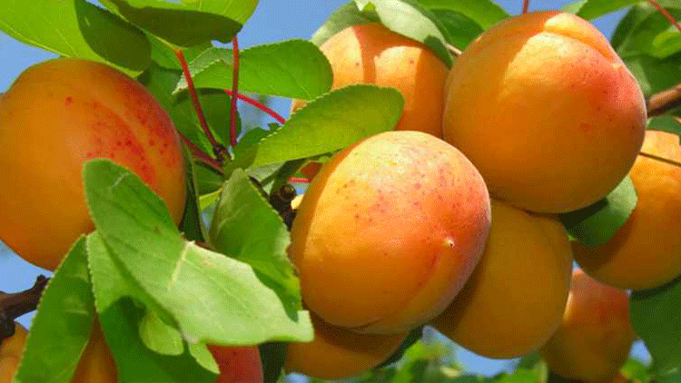 ( Diyatomlu  Böcek Toprağı ) Zeytin Üzüm Mandalina Nar Elma Kaysı Armut Kiraz ve Benzeri Meyve ve Sebzeleri Kaplar Ürünleri Güneş Isısında Korur. 