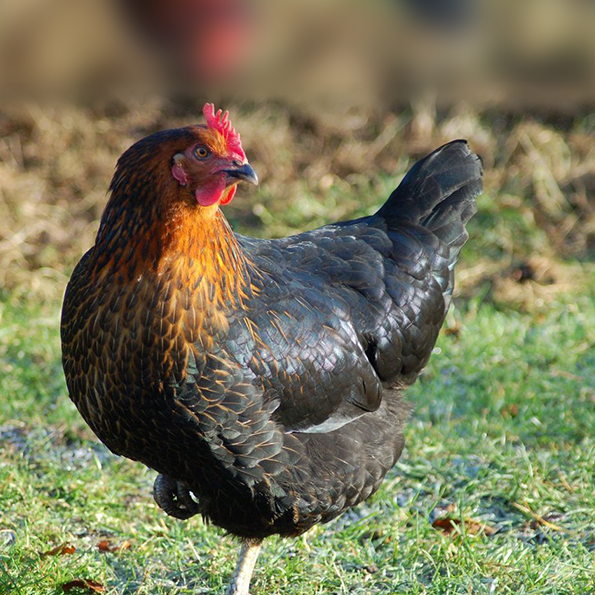 ( Diatomit ) Kedi Köpek Büyük ve Küçük Baş Kanatlı Kanatsız Kuş ve diğer Hayvanlarda oluşan Bit Pire Kene Tahtakurusu Kurt Yara Nem ve Koku İçin Mikronize Edilmiş Türk Diatom Toprağı Kullanılmakta.