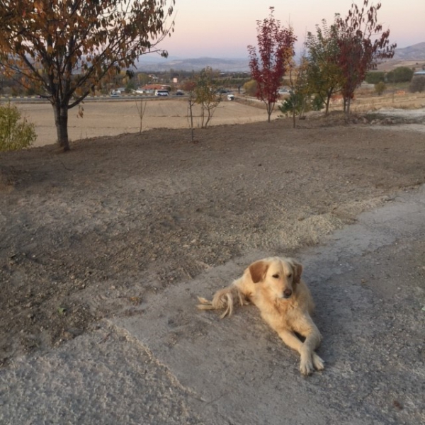 Kedi, Köpek ve Yavruların Yem ve Vitamine Ara Ürün Olarak Kat.