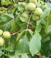 ( Diyatomlu Böcek Bit Tırtıl Sinek Kurt Küf Toprağı )  Ceviz Zeytin Üzüm Mandalina Nar Kaysı Elma Erik Kiraz Meyve Sebze ve Yeşilliklerin Üzerine On Günde Bir Sefer Toplam Üç Sefer Sulu yada Toz Halı ile Ürünümüz Serpilince Kurt Böcek Küf Tırtıl Sinek ve