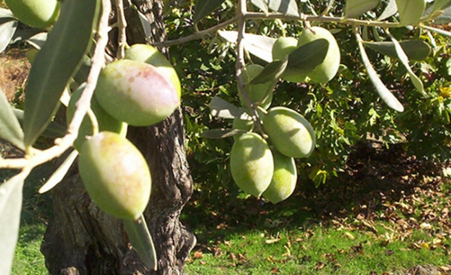 ( Diyatomlu Badem Zeytin Ceviz ve Diğer Bitkilerin Böcek Toprağı ) Kurt Tırtıl Sinek Küf Bit Küf Örümcek Mantar ve Benzerlerini Badem Zeytin Ceviz Üzüm Elma Armut ve Benzer Sebze ve Meyvelerin Üstünde Oluşmadına İzin Vermez Haşereleri Engeler.