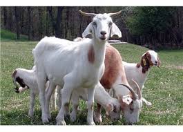 Keçi, Koyun, Kuzu, Oğlak ve Benzeri Yavruların Yemine Katılır.